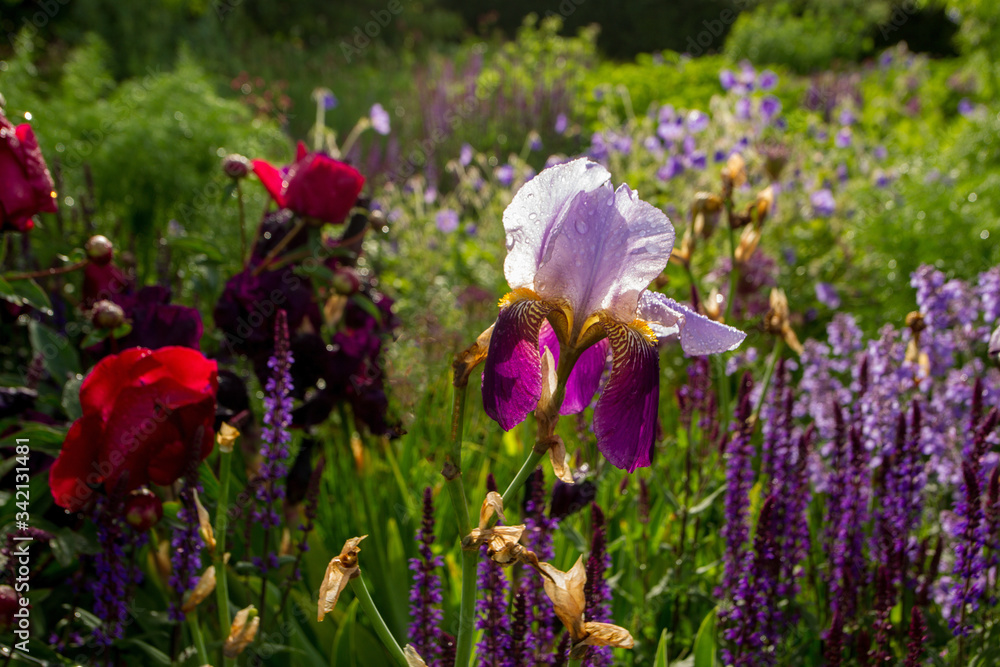 Violet and light purple sage in Museon Park Moscow Violet and light purple sage in Museon Park Moscow