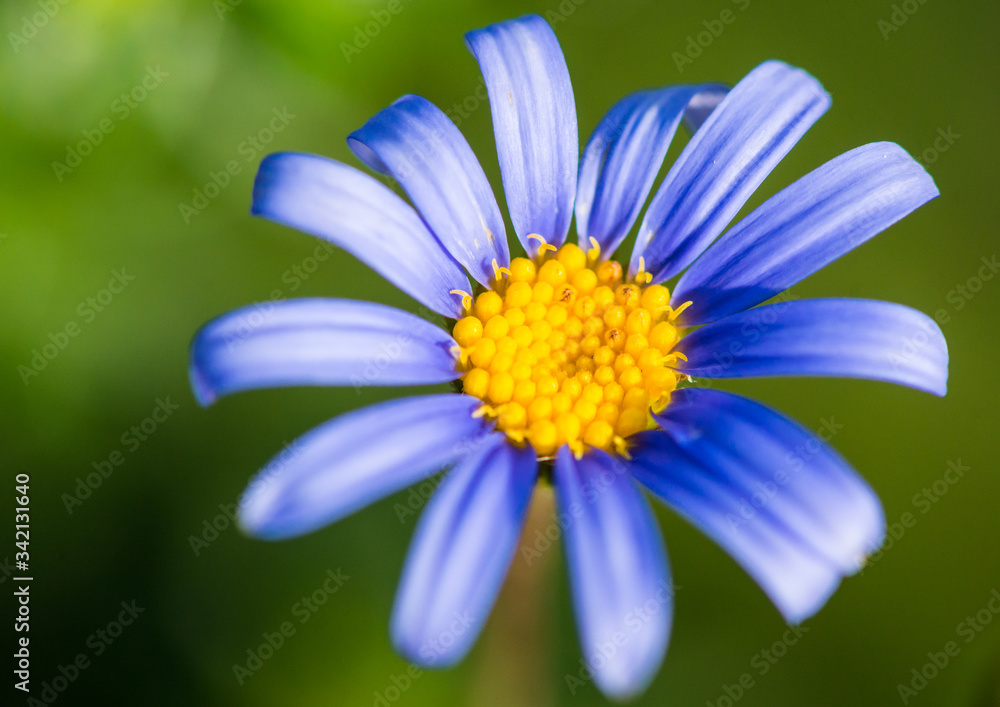 Petal Stretching Petal Stretching