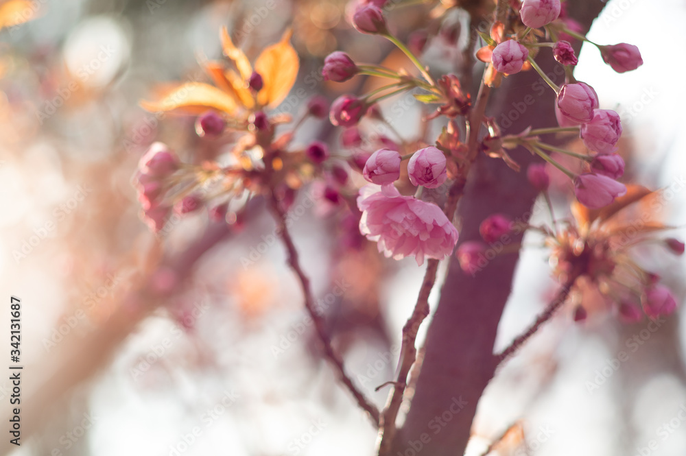 The beginning of sakura blossom. Sakura flowers and buds in the sun. Beautiful pink flowers in the sun. Beautiful pink background. The beginning of sakura blossom. Sakura flowers and buds in the sun. Beautiful pink flowers in the sun. Beautiful pink background.