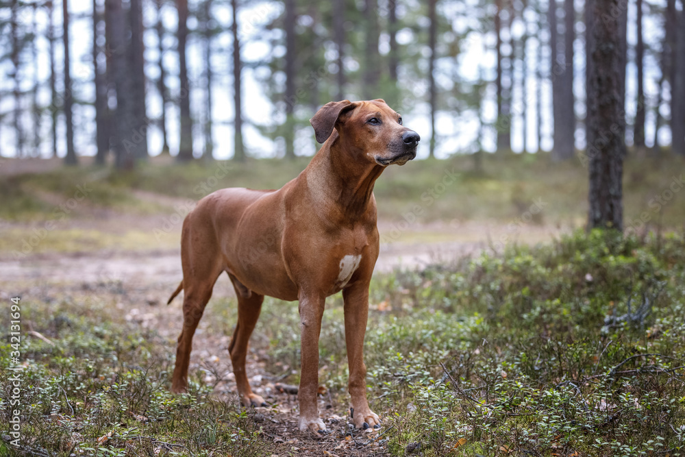 Portrait of a Rhodesian Ridgeback in Nature. Portrait of a Rhodesian Ridgeback in Nature.