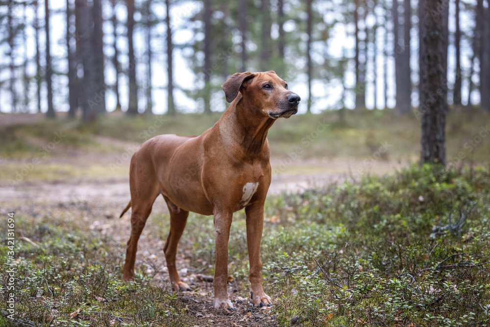 Portrait of a Rhodesian Ridgeback in Nature.