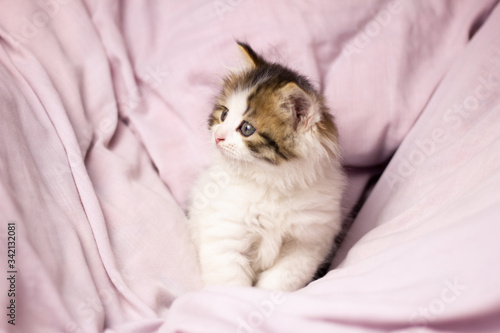 little cat playing in bed. Funny playful fluffy kitten in a tender bed, close-up.
