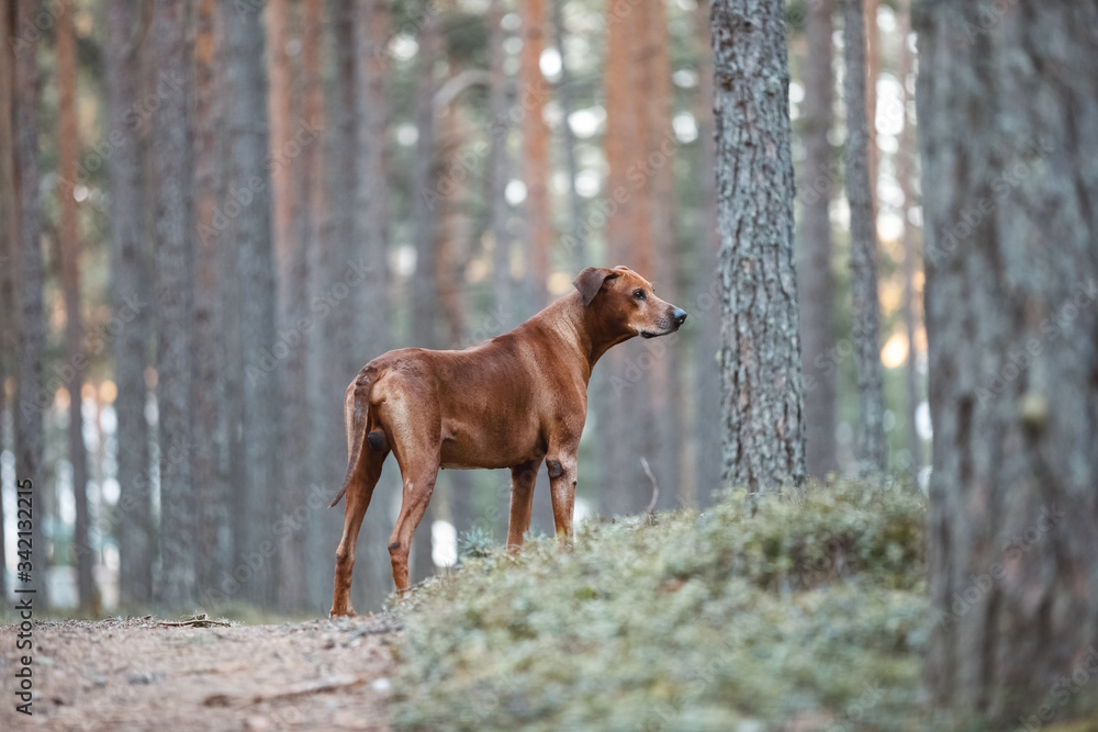 Portrait of a Rhodesian Ridgeback in Nature.