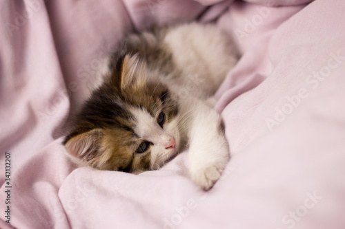 a small sleeping kitten in bed, close-up. Fluffy beautiful cat in soft bed linen © Евгений Гончаров