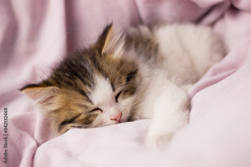 a small sleeping kitten in bed, close-up. Fluffy beautiful cat in soft bed linen