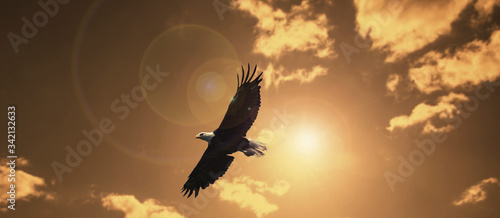 silhouette eagle flying against evening sunset sky with lens flare.