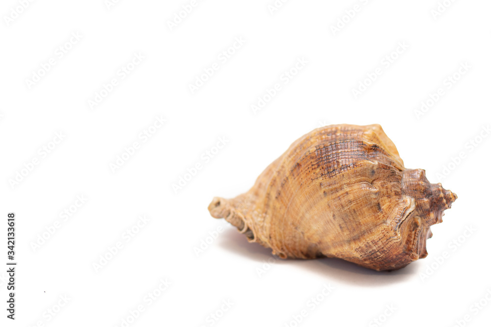 Seashell isolated on a white background. The inhabitants of the sea. Shell with place for text. An article about vacation and vacation at sea. Seashell isolated on a white background. The inhabitants of the sea. Shell with place for text. An article about vacation and vacation at sea.