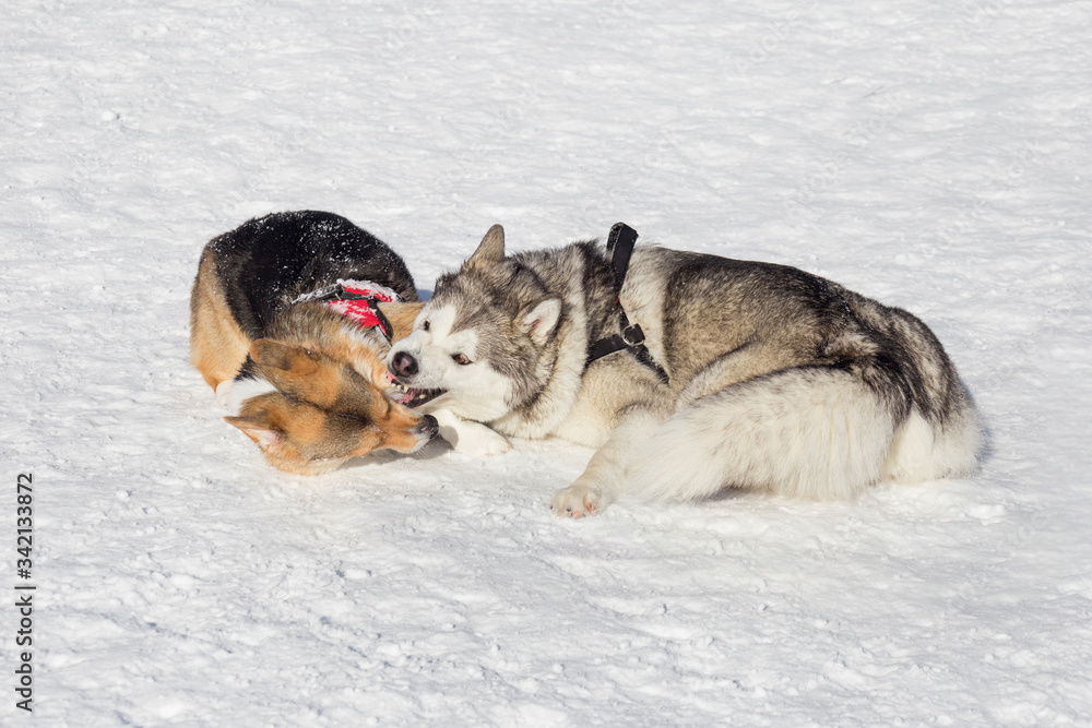 Naklejka premium Cute pembroke welsh corgi puppy and siberian husky are playing in the winter park. Pet animals.