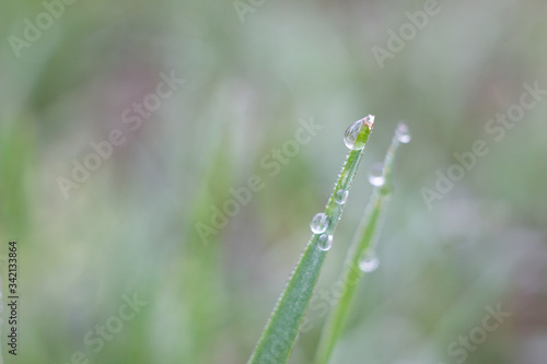 young grass with a drop of pure dew. A drop of dew in the early morning on the green young grass.