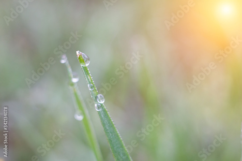 young grass with a drop of pure dew. A drop of dew in the early morning on the green young grass. © Евгений Гончаров