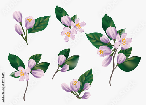 Watercolor violet  flowers isolated on a white background. Realistic hand painted vector illustration of cherry  jasmine floral elements for greeting cards  garden bouquets  arrangement   invitations