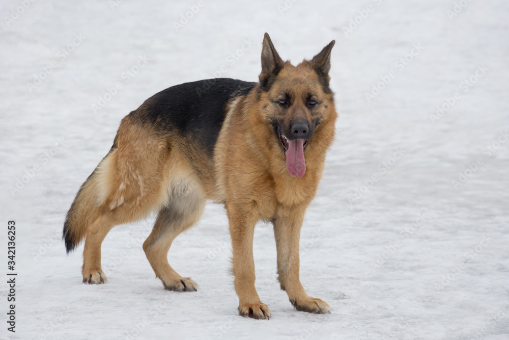 Cute german shepherd dog is standing on a white snow in the winter park. Pet animals.