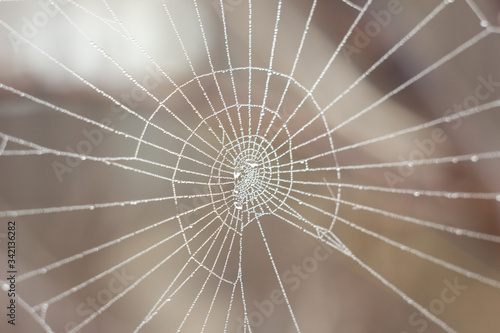 web in water drops in the early morning , close-up. Natural abstract background.