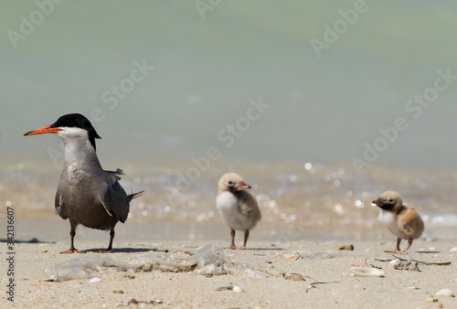 White-cheeked Tern: mother and chicks.