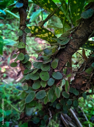 plant (sisisk naga) paku epifit,name latin Pyrrosia piloselloides