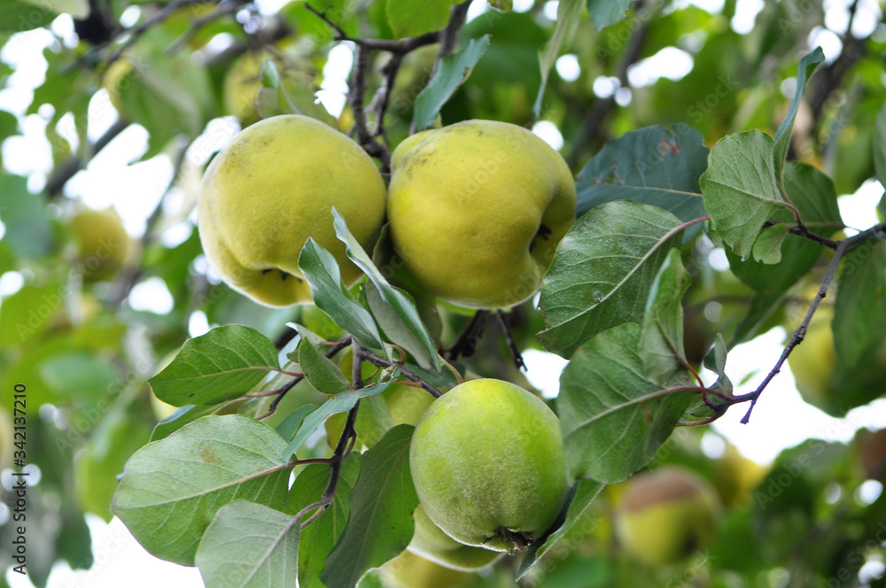Quince ripens on the branch of the bush Quince ripens on the branch of the bush
