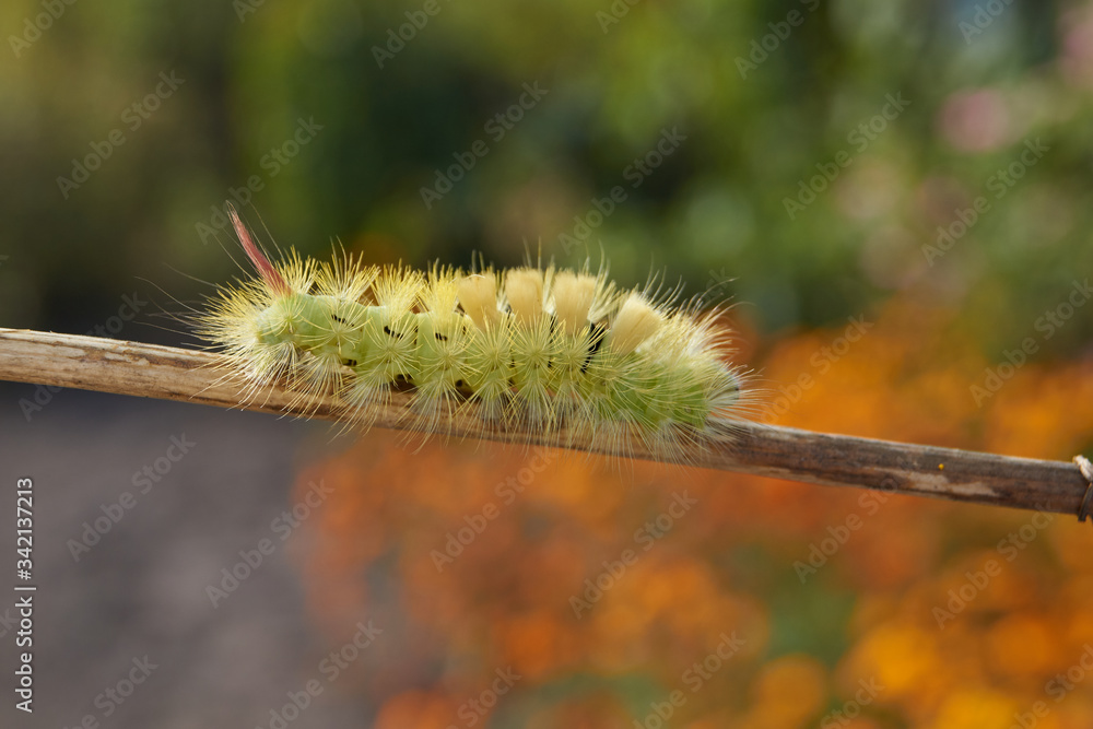 The caterpillar of the nocturnal butterfly of the red-tail, or the wool foot bashful (lat. Calliteara pudibunda).