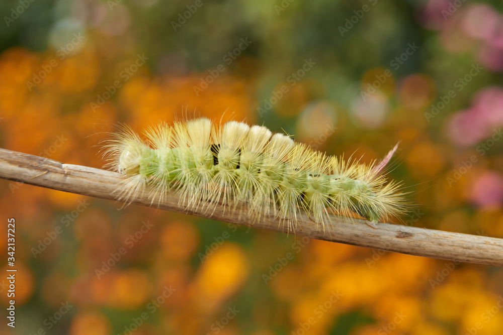 Naklejka premium The caterpillar of the nocturnal butterfly of the red-tail, or the wool foot bashful (lat. Calliteara pudibunda).