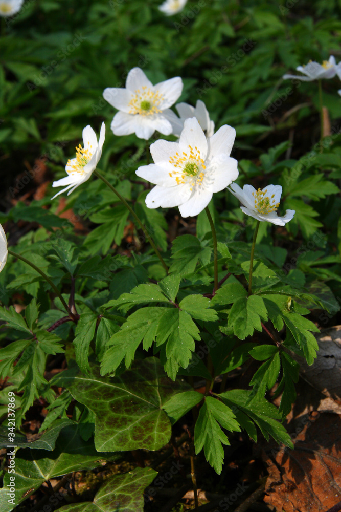 Flowers in the spring garden
Flowers in the spring garden
