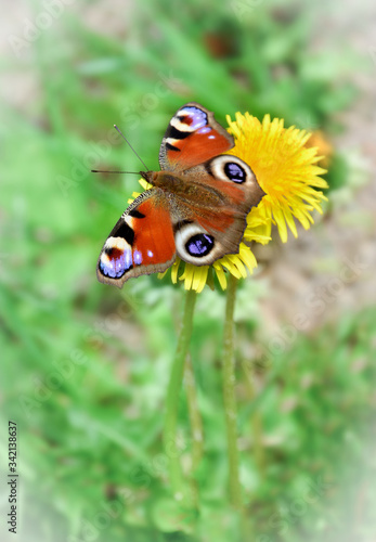 Bright butterfly crouched on yellow flower