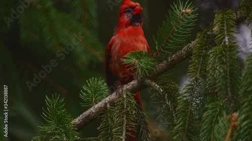 Cardinal Perched on Branch - Close up 4K
