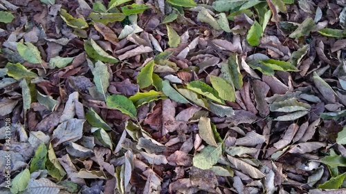 фотографія leaver of plants on the ground
