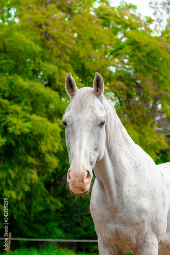 Horse portrait closeup