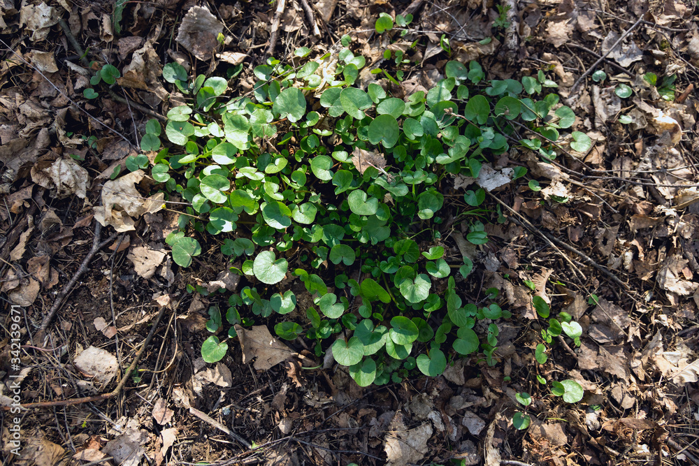 Swamp plant in the forest. The marsh marigold. A carpet of small round leaves. The watery part of the forest. Natural background of forest plants. Swamp plant in the forest. The marsh marigold. A carpet of small round leaves. The watery part of the forest. Natural background of forest plants.