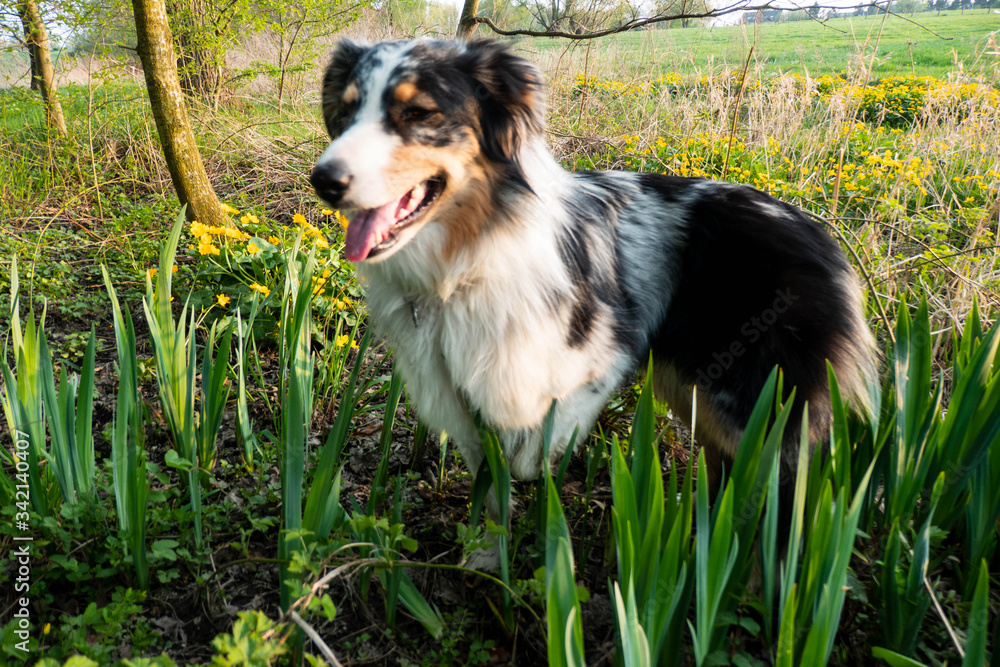 Australian Sheperd auf einer grünen Frühlingswiese Australian Sheperd auf einer grünen Frühlingswiese