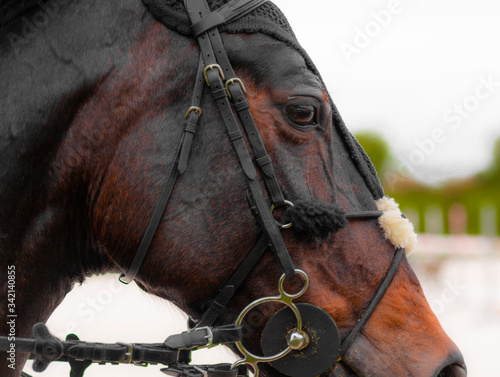 Horse portrait closeup