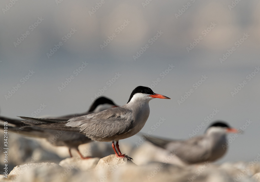 White-cheeked Terns perched on limestone White-cheeked Terns perched on limestone