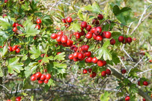 Red hawthorn berries. Medical boysenberry. Ripe Hawthorn.