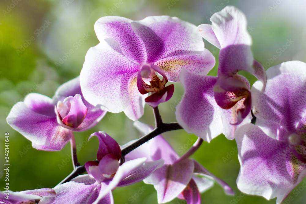 Orchid on the window. Postcard. Orchid on the window. Postcard.