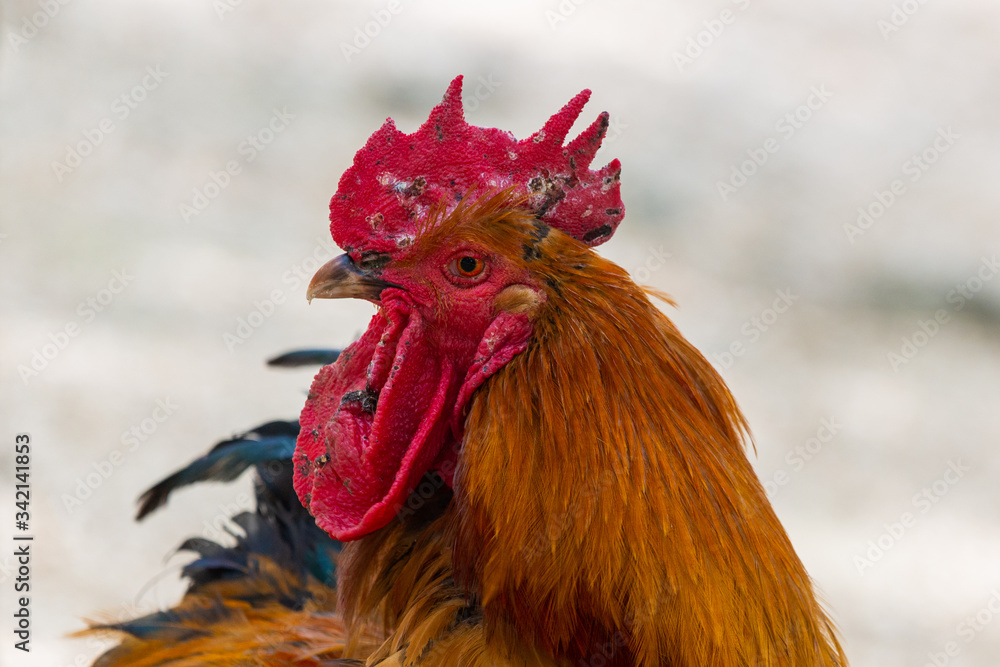 Portrait of the cockerel. Close up head of cock bird