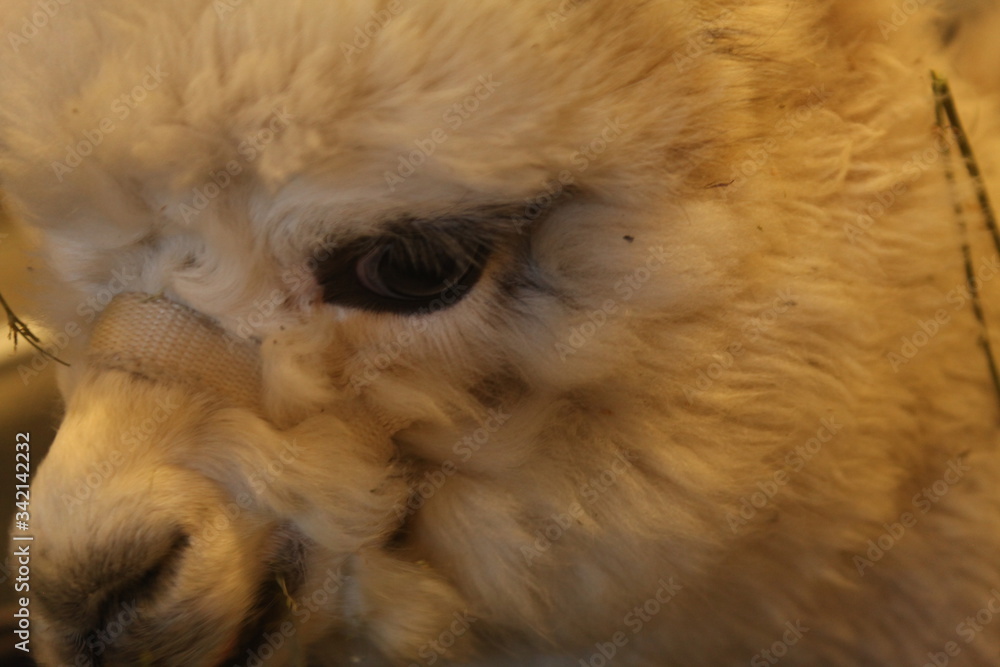 CLOSE UP A ALPACA, EYE, WHITE, CLOSE UP A ALPACA, EYE, WHITE,