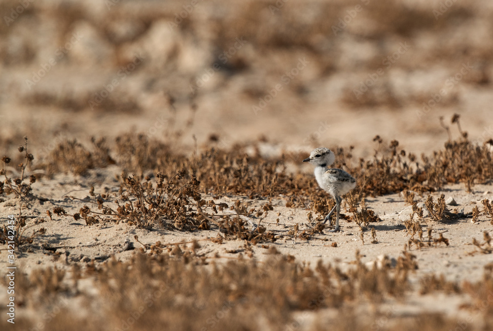 Kentish Plover chick in dry habitat