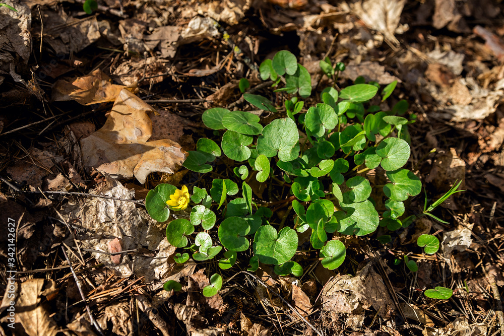Fototapeta premium Swamp plant in the forest. The marsh marigold. A carpet of small round leaves. The watery part of the forest. Natural background of forest plants.