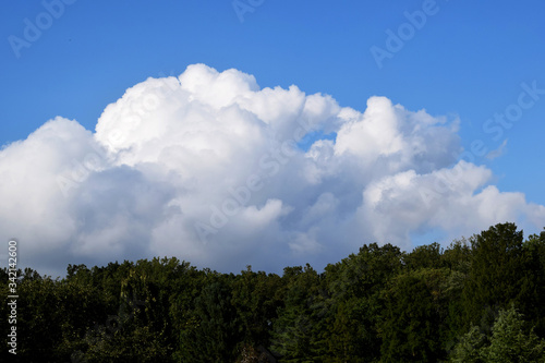 Fluffy White Clouds Over Tree Line on a Sunny Day © Rachel