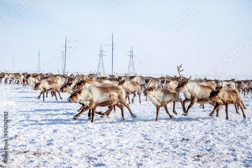 Far North, Yamal Peninsula,