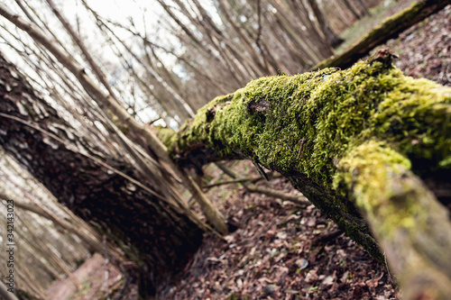 The trunk of an old fallen tree covered with moss. Natural background, green moss texture. Dark forest.