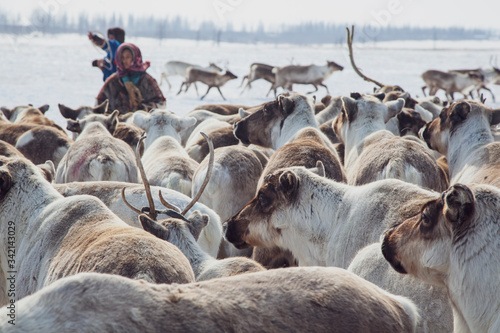 Far North, Yamal Peninsula, Nentsy drive the reindeer, assistant reindeer breeder. photo