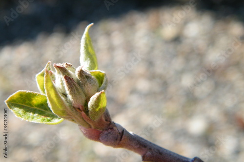 Devonshire Qwarenndom Apple tree blossoms buds