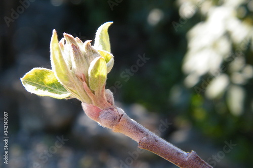 Devonshire Qwarenndom Apple tree blossoms buds