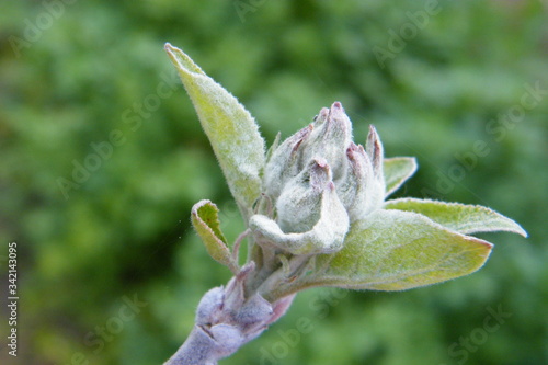 Devonshire Qwarenndom Apple tree blossoms buds