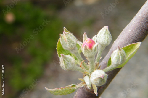 Devonshire Qwarenndom Apple tree blossoms buds