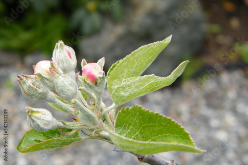 Devonshire Qwarenndom Apple tree blossoms buds