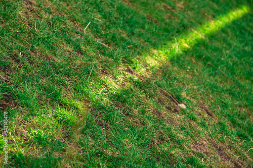 A ray of sunlight on a green lawn. The yellow ray runs diagonally. Natural background. Green grass. On a Sunny summer day.