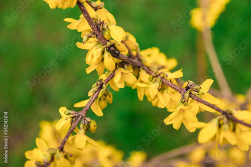 Yellow forsythia shrub. Branches covered with many yellow flowers.