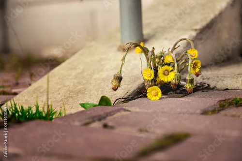 a yellow flower grows between the sidewalk and the stone wall. weed at the front of the building. The Mother-and-stepmother flower grows in the city, at the concrete steps. Nature versus the city.