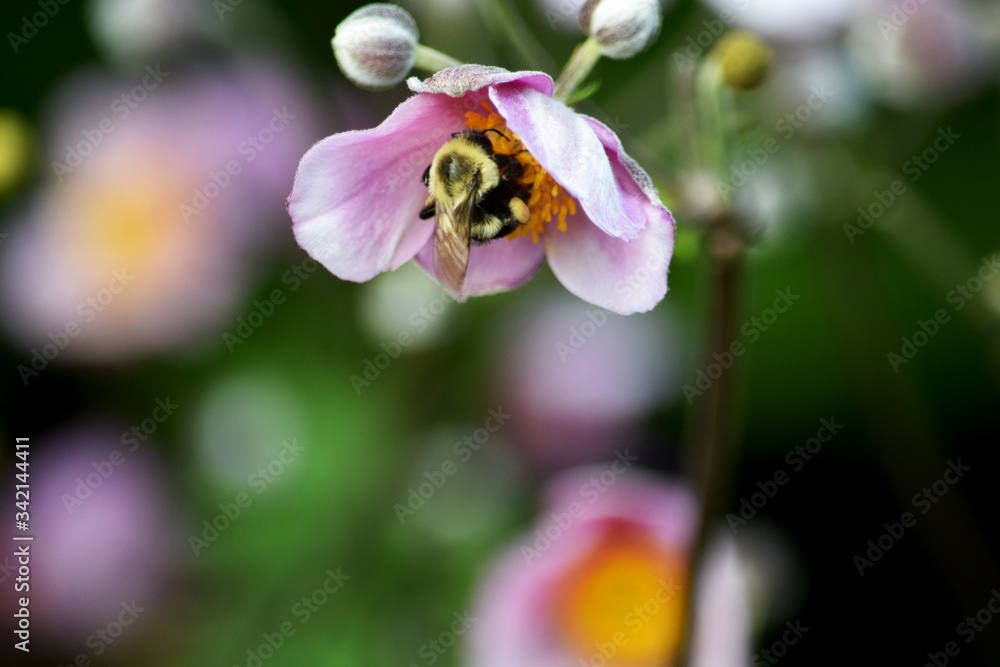 Bumble Bee Polleninating Flower Bumble Bee Polleninating Flower